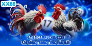 Đá Gà Campuchia XX88 - Sôi Động Trong Từng Ván Đấu